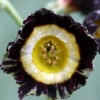 Primula Auricula Three Way Stripe - Abriachan Nurseries